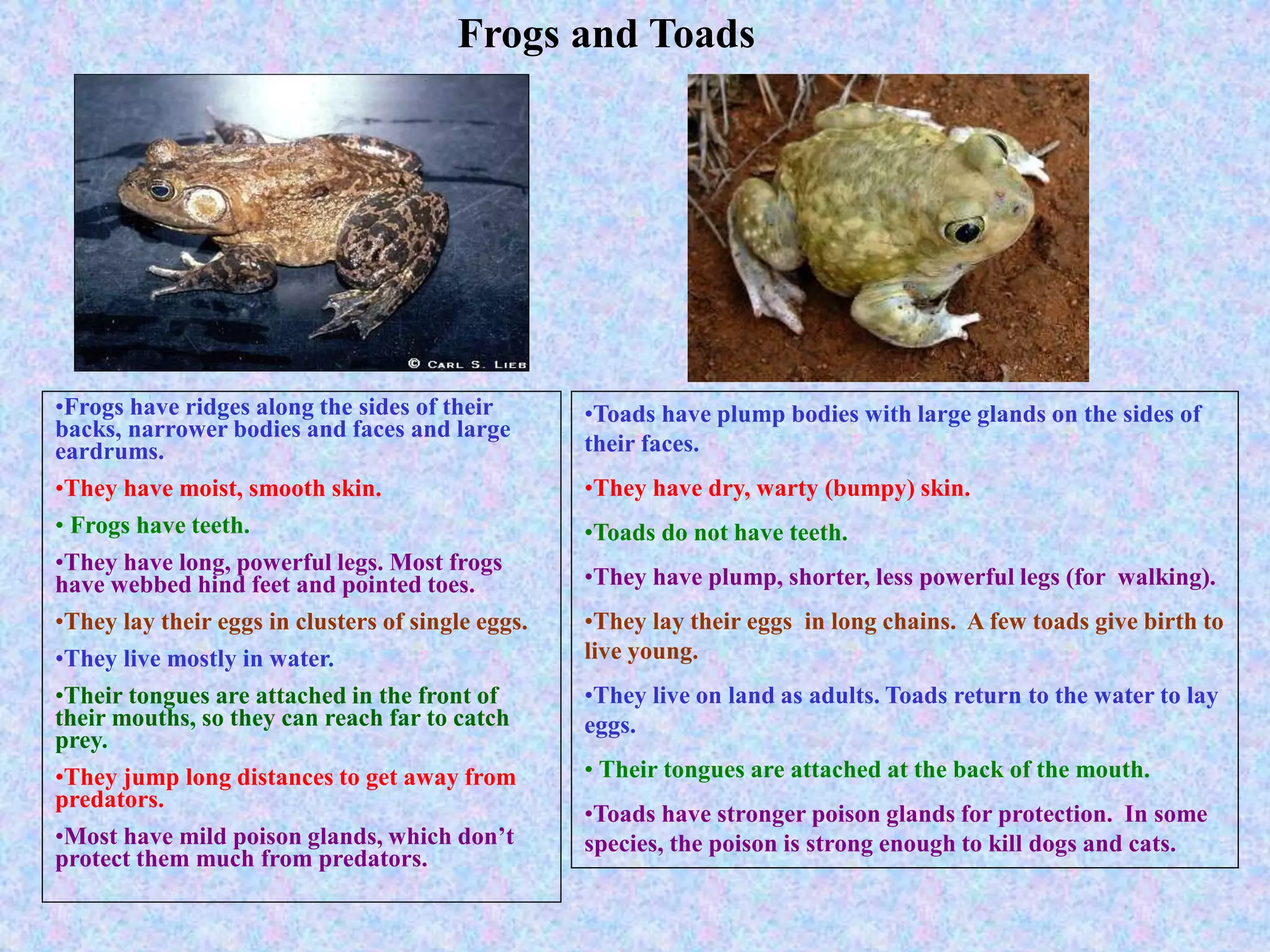 3rdGradeReptilesandAmphibians.ppt