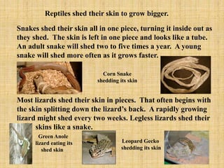 View of Shedding Made Simple: a Guide to Reptile Skin Health