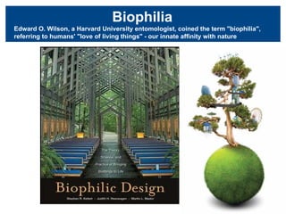 What is Biophilia?  Biophilia   Edward O. Wilson, a Harvard University entomologist, coined the term "biophilia", referring to humans' "love of living things" - our innate affinity with nature 