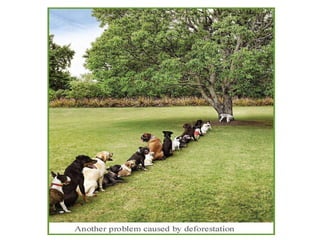 Deforestation 