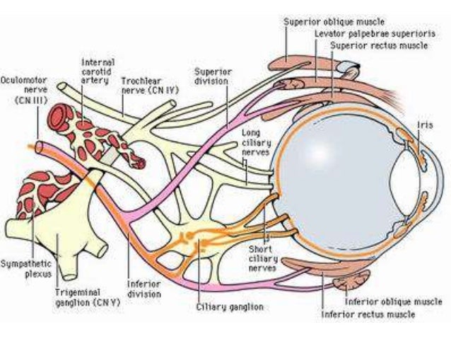 3rd cranial nerve