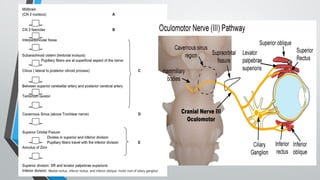3rd nerve palsy by maj shafiqua.pptxhkhj | PPTX
