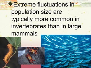 Extreme fluctuations in
population size are
typically more common in
invertebrates than in large
mammals
 