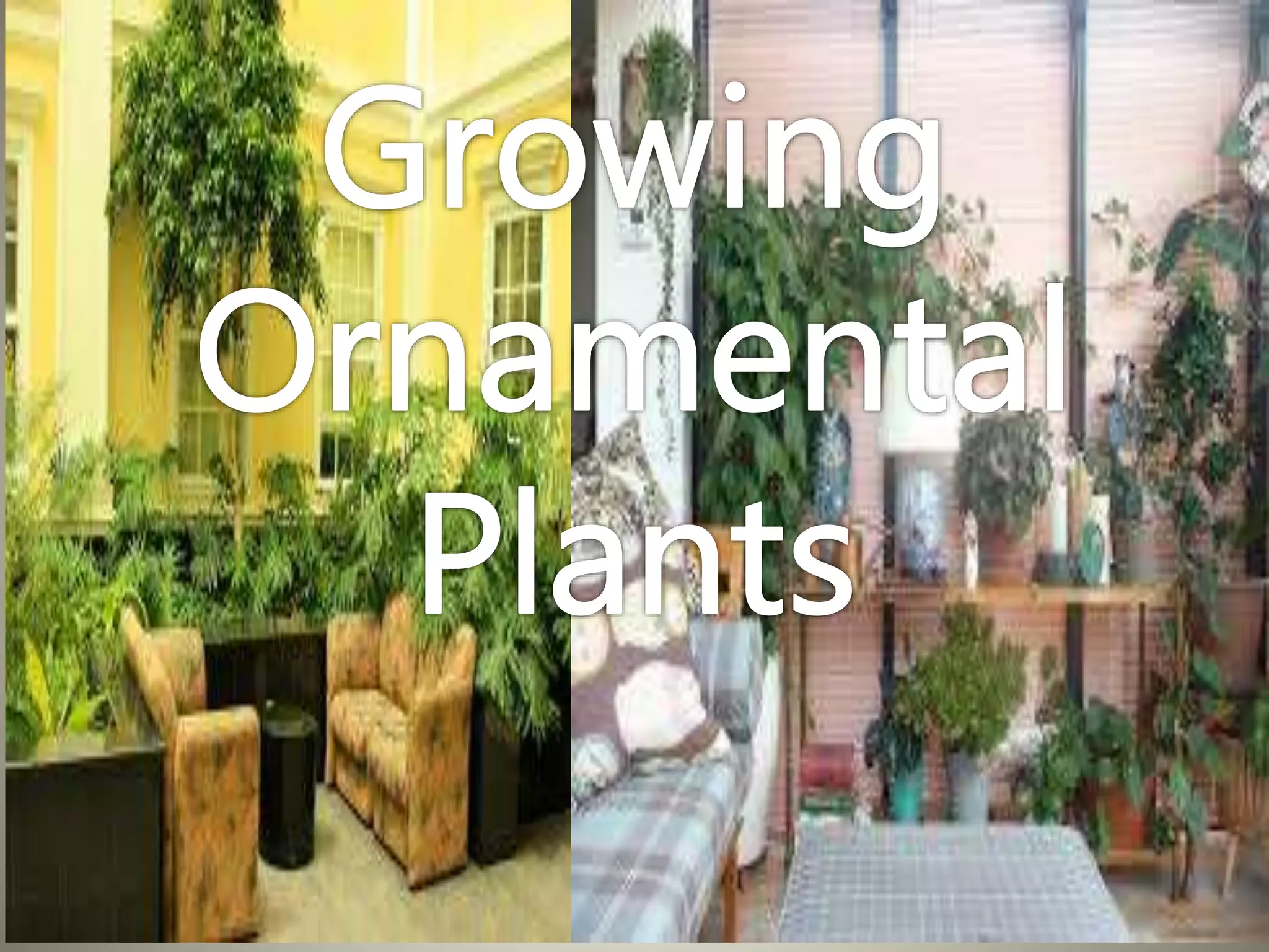 Growing Ornamental Plants PPT