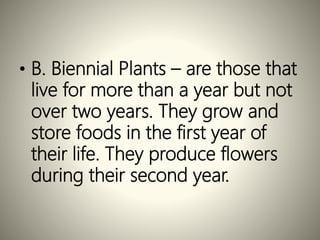 • B. Biennial Plants – are those that
live for more than a year but not
over two years. They grow and
store foods in the first year of
their life. They produce flowers
during their second year.
 