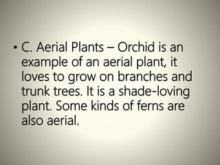 • C. Aerial Plants – Orchid is an
example of an aerial plant, it
loves to grow on branches and
trunk trees. It is a shade-loving
plant. Some kinds of ferns are
also aerial.
 