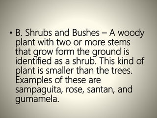 • B. Shrubs and Bushes – A woody
plant with two or more stems
that grow form the ground is
identified as a shrub. This kind of
plant is smaller than the trees.
Examples of these are
sampaguita, rose, santan, and
gumamela.
 