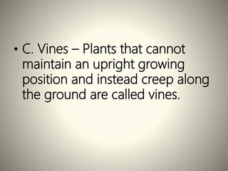 • C. Vines – Plants that cannot
maintain an upright growing
position and instead creep along
the ground are called vines.
 