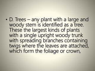 • D. Trees – any plant with a large and
woody stem is identified as a tree.
These the largest kinds of plants
with a single upright woody trunk
with spreading branches containing
twigs where the leaves are attached,
which form the foliage or crown,
 