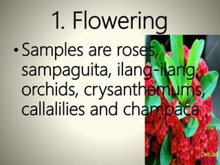 1. Flowering
•Samples are roses,
sampaguita, ilang-ilang,
orchids, crysanthemums,
callalilies and champaca
 