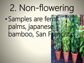 2. Non-flowering
•Samples are ferns,
palms, japanese
bamboo, San Francisco.
 
