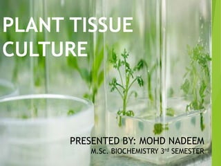 PLANT TISSUE
CULTURE
PRESENTED BY: MOHD NADEEM
M.Sc. BIOCHEMISTRY 3rd SEMESTER
 