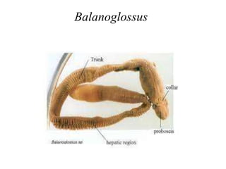 Balanoglossus
 