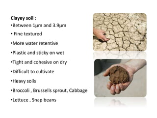 Clayey soil :
•Between 1µm and 3.9µm
• Fine textured
•More water retentive
•Plastic and sticky on wet
•Tight and cohesive on dry
•Difficult to cultivate
•Heavy soils
•Broccoli , Brussells sprout, Cabbage
•Lettuce , Snap beans
 