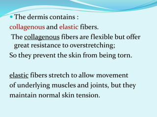  The dermis contains :
collagenous and elastic fibers.
The collagenous fibers are flexible but offer
great resistance to overstretching;
So they prevent the skin from being torn.
elastic fibers stretch to allow movement
of underlying muscles and joints, but they
maintain normal skin tension.
 