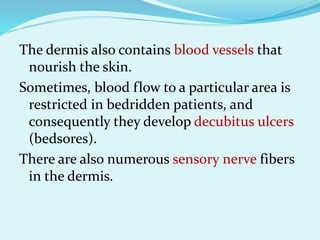 The dermis also contains blood vessels that
nourish the skin.
Sometimes, blood flow to a particular area is
restricted in bedridden patients, and
consequently they develop decubitus ulcers
(bedsores).
There are also numerous sensory nerve fibers
in the dermis.
 
