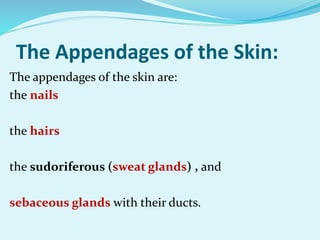 The Appendages of the Skin:
The appendages of the skin are:
the nails
the hairs
the sudoriferous (sweat glands) , and
sebaceous glands with their ducts.
 
