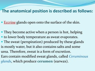 The anatomical position is described as follows:
 Eccrine glands open onto the surface of the skin.
 They become active when a person is hot, helping
 to lower body temperature as sweat evaporates.
 The sweat (perspiration) produced by these glands
is mostly water, but it also contains salts and some
urea. Therefore, sweat is a form of excretion.
Ears contain modified sweat glands, called Ceruminous
glands, which produce cerumen (earwax).
 
