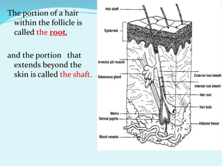 The portion of a hair
within the follicle is
called the root,
and the portion that
extends beyond the
skin is called the shaft.
 