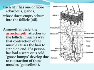 Each hair has one or more
sebaceous, glands,
whose ducts empty sebum
into the follicle (oil).
A smooth muscle, the
arrector pili, attaches to
the follicle in such a way
that contraction of the
muscle causes the hair to
stand on end. If a person
has had a scare or is cold,
“goose bumps” develop due
to contraction of these
muscles (gooseflesh).
 