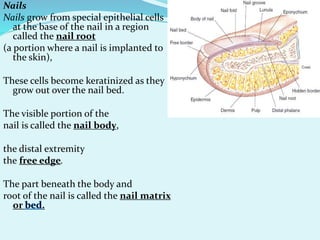 Nails
Nails grow from special epithelial cells
at the base of the nail in a region
called the nail root
(a portion where a nail is implanted to
the skin),
These cells become keratinized as they
grow out over the nail bed.
The visible portion of the
nail is called the nail body,
the distal extremity
the free edge.
The part beneath the body and
root of the nail is called the nail matrix
or .
 