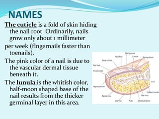 NAMES
The cuticle is a fold of skin hiding
the nail root. Ordinarily, nails
grow only about 1 millimeter
per week (fingernails faster than
toenails).
The pink color of a nail is due to
the vascular dermal tissue
beneath it.
The lunula is the whitish color,
half-moon shaped base of the
nail results from the thicker
germinal layer in this area.
 