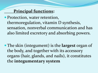 Principal functions:
 Protection, water retention,
thermoregulation, vitamin D synthesis,
sensation, nonverbal communication and has
also limited excretory and absorbing powers.
 The skin (integument) is the largest organ of
the body, and together with its accessory
organs (hair, glands, and nails), it constitutes
the integumentary system
 