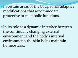 In certain areas of the body, it has adaptive
modifications that accommodate
protective or metabolic functions.
In its role as a dynamic interface between
the continually changing external
environment and the body’s internal
environment, the skin helps maintain
homeostasis.
 