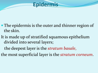  The epidermis is the outer and thinner region of
the skin.
It is made up of stratified squamous epithelium
divided into several layers;
the deepest layer is the stratum basale,
the most superficial layer is the stratum corneum.
Epidermis
 