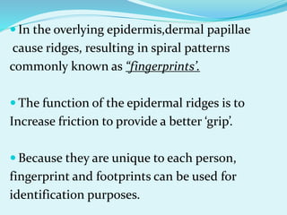 In the overlying epidermis,dermal papillae
cause ridges, resulting in spiral patterns
commonly known as “fingerprints’.
 The function of the epidermal ridges is to
Increase friction to provide a better ‘grip’.
 Because they are unique to each person,
fingerprint and footprints can be used for
identification purposes.
 