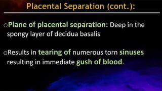 oPlane of placental separation: Deep in the
spongy layer of decidua basalis
oResults in tearing of numerous torn sinuses
resulting in immediate gush of blood.
 