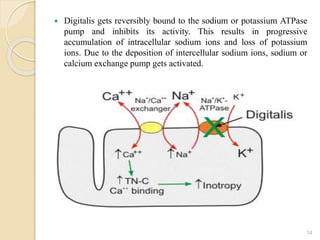  Digitalis gets reversibly bound to the sodium or potassium ATPase
pump and inhibits its activity. This results in progressive
accumulation of intracellular sodium ions and loss of potassium
ions. Due to the deposition of intercellular sodium ions, sodium or
calcium exchange pump gets activated.
14
 