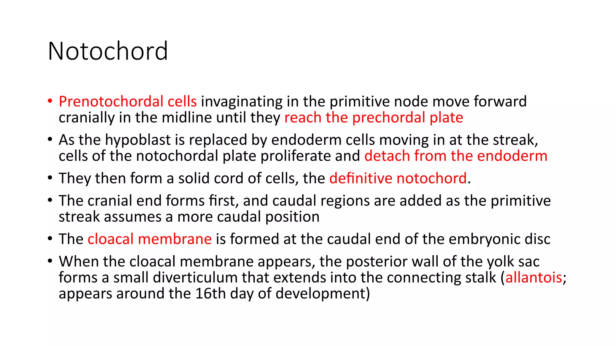 Notochord
• Prenotochordal cells invaginating in the primitive node move forward
cranially in the midline until they reach the prechordal plate
• As the hypoblast is replaced by endoderm cells moving in at the streak,
cells of the notochordal plate proliferate and detach from the endoderm
• They then form a solid cord of cells, the deﬁnitive notochord.
• The cranial end forms ﬁrst, and caudal regions are added as the primitive
streak assumes a more caudal position
• The cloacal membrane is formed at the caudal end of the embryonic disc
• When the cloacal membrane appears, the posterior wall of the yolk sac
forms a small diverticulum that extends into the connecting stalk (allantois;
appears around the 16th day of development)
 
