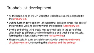 Trophoblast development
• At the beginning of the 3rd week the trophoblast is characterised by
the primary villi.
• During further development , mesodermal cells penetrate the core of
the primitive villi and grow towards the decidua (Secondary villi)
• By the end of the third week, mesodermal cells in the core of the
villus begin to differentiate into blood cells and small blood vessels,
forming the villous capillary system (tertiary villus)
• These vessels, in turn, establish contact with the intraembryonic
circulatory system, connecting the placenta and the embryo
 