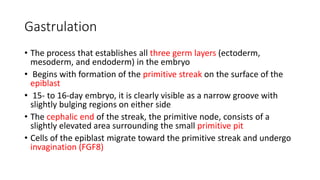 Gastrulation
• The process that establishes all three germ layers (ectoderm,
mesoderm, and endoderm) in the embryo
• Begins with formation of the primitive streak on the surface of the
epiblast
• 15- to 16-day embryo, it is clearly visible as a narrow groove with
slightly bulging regions on either side
• The cephalic end of the streak, the primitive node, consists of a
slightly elevated area surrounding the small primitive pit
• Cells of the epiblast migrate toward the primitive streak and undergo
invagination (FGF8)
 