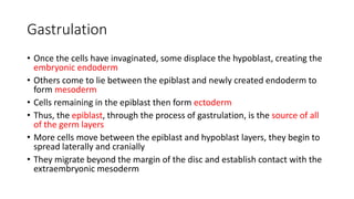 Gastrulation
• Once the cells have invaginated, some displace the hypoblast, creating the
embryonic endoderm
• Others come to lie between the epiblast and newly created endoderm to
form mesoderm
• Cells remaining in the epiblast then form ectoderm
• Thus, the epiblast, through the process of gastrulation, is the source of all
of the germ layers
• More cells move between the epiblast and hypoblast layers, they begin to
spread laterally and cranially
• They migrate beyond the margin of the disc and establish contact with the
extraembryonic mesoderm
 