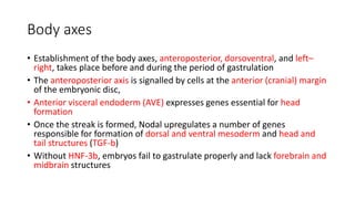 Body axes
• Establishment of the body axes, anteroposterior, dorsoventral, and left–
right, takes place before and during the period of gastrulation
• The anteroposterior axis is signalled by cells at the anterior (cranial) margin
of the embryonic disc,
• Anterior visceral endoderm (AVE) expresses genes essential for head
formation
• Once the streak is formed, Nodal upregulates a number of genes
responsible for formation of dorsal and ventral mesoderm and head and
tail structures (TGF-b)
• Without HNF-3b, embryos fail to gastrulate properly and lack forebrain and
midbrain structures
 