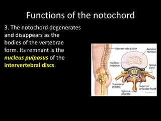 Functions of the notochord
3. The notochord degenerates
and disappears as the
bodies of the vertebrae
form. Its remnant is the
nucleus pulposus of the
intervertebral discs.
 