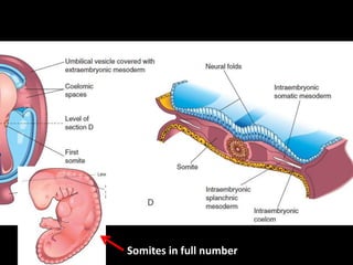 Somites in full number
 