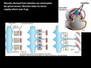 Muscles derived from Somites are innervated
by spinal nerves. Muscles takes its nerve
supply where ever it go
 