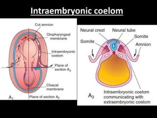 Intraembryonic coelom
 