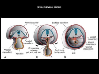 Intraembryonic coelom
 