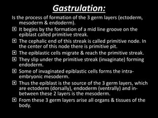 Gastrulation:
Is the process of formation of the 3 germ layers (ectoderm,
mesoderm & endoderm).
 It begins by the formation of a mid line groove on the
epiblast called primitive streak.
 The cephalic end of this streak is called primitive node. In
the center of this node there is primitive pit.
 The epiblastic cells migrate & reach the primitive streak.
 They slip under the primitive streak (invaginate) forming
endoderm.
 Some of invaginated epiblastic cells forms the intra-
embryonic mesoderm.
 Thus the epiblast is the source of the 3 germ layers, which
are ectoderm (dorsally), endoderm (ventrally) and in-
between these 2 layers is the mesoderm.
 From these 3 germ layers arise all organs & tissues of the
body.
 