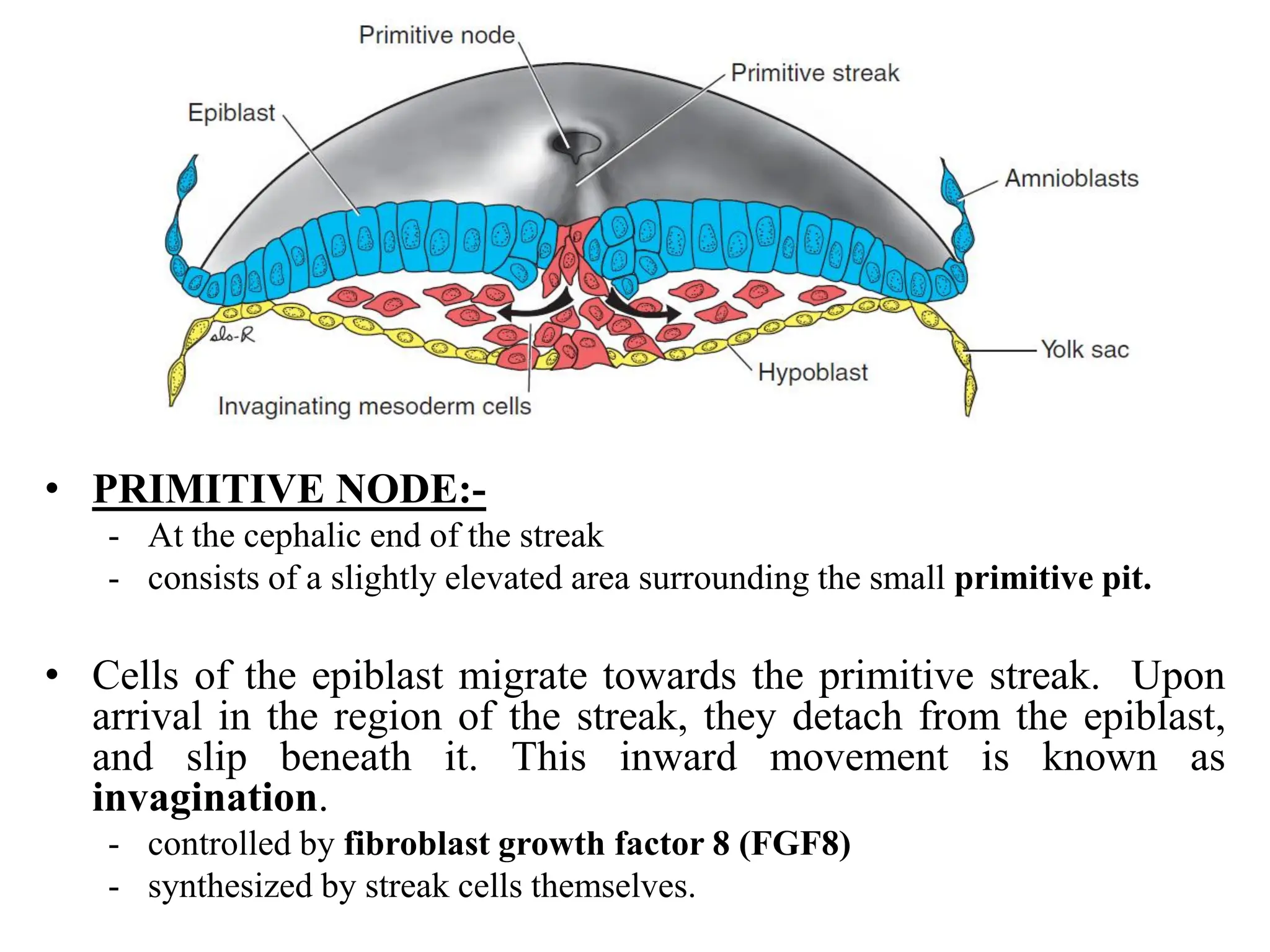 • PRIMITIVE NODE:-
- At the cephalic end of the streak
- consists of a slightly elevated area surrounding the small primitive pit.
• Cells of the epiblast migrate towards the primitive streak. Upon
arrival in the region of the streak, they detach from the epiblast,
and slip beneath it. This inward movement is known as
invagination.
- controlled by fibroblast growth factor 8 (FGF8)
- synthesized by streak cells themselves.
 
