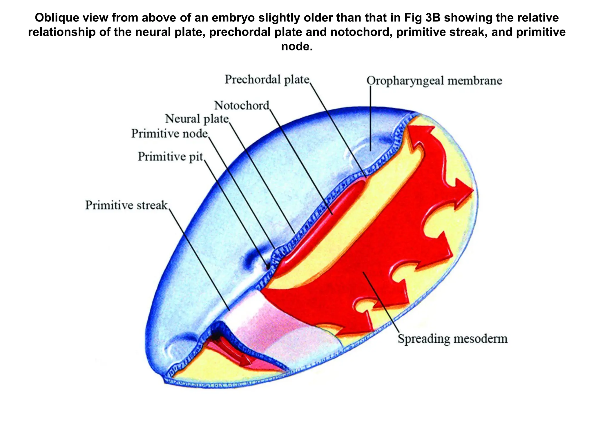 Oblique view from above of an embryo slightly older than that in Fig 3B showing the relative
relationship of the neural plate, prechordal plate and notochord, primitive streak, and primitive
node.
 