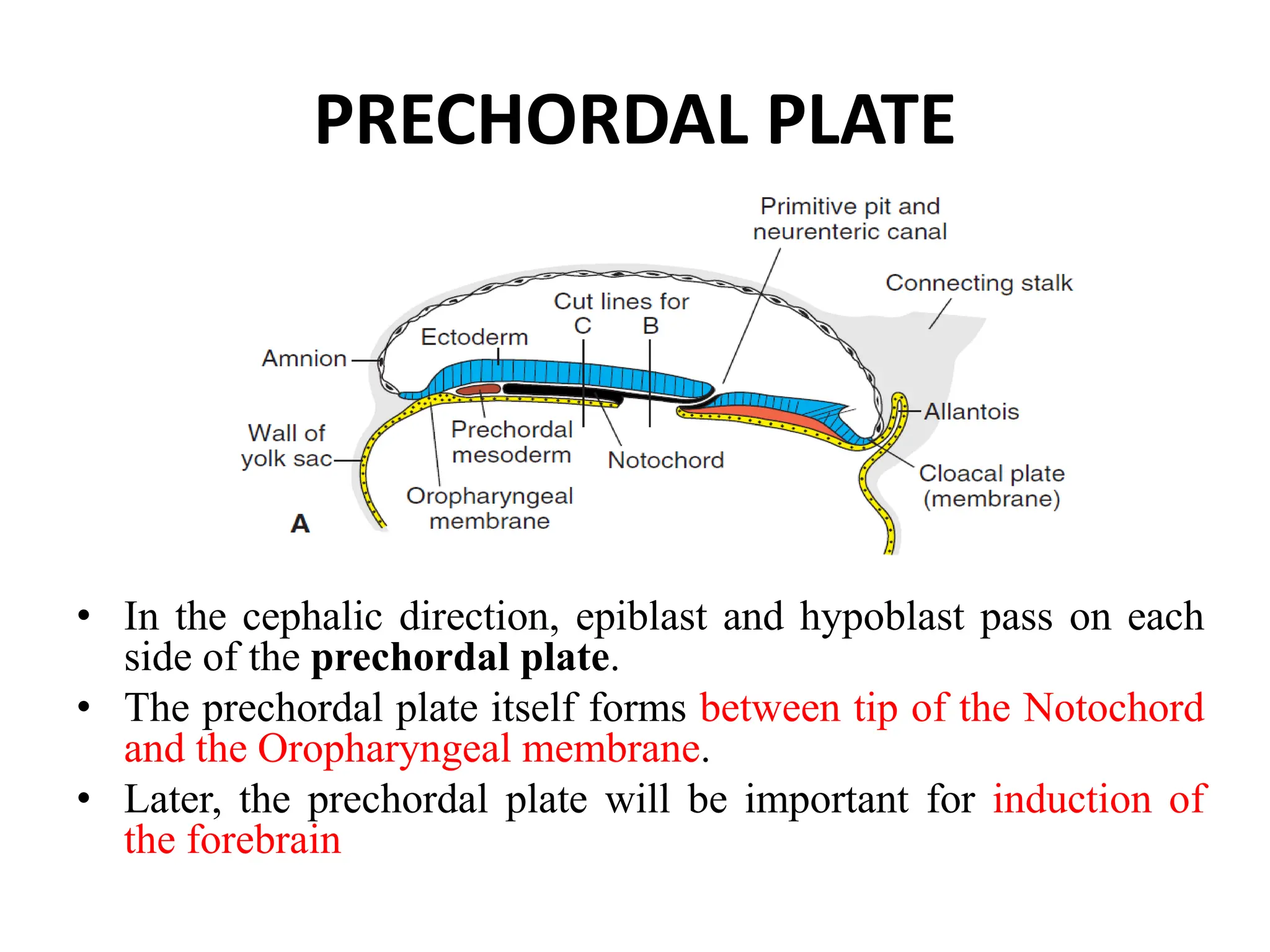 PRECHORDAL PLATE
• In the cephalic direction, epiblast and hypoblast pass on each
side of the prechordal plate.
• The prechordal plate itself forms between tip of the Notochord
and the Oropharyngeal membrane.
• Later, the prechordal plate will be important for induction of
the forebrain
 