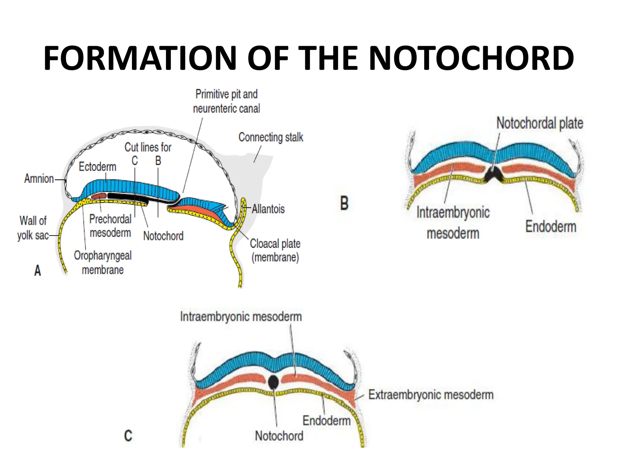 FORMATION OF THE NOTOCHORD
 