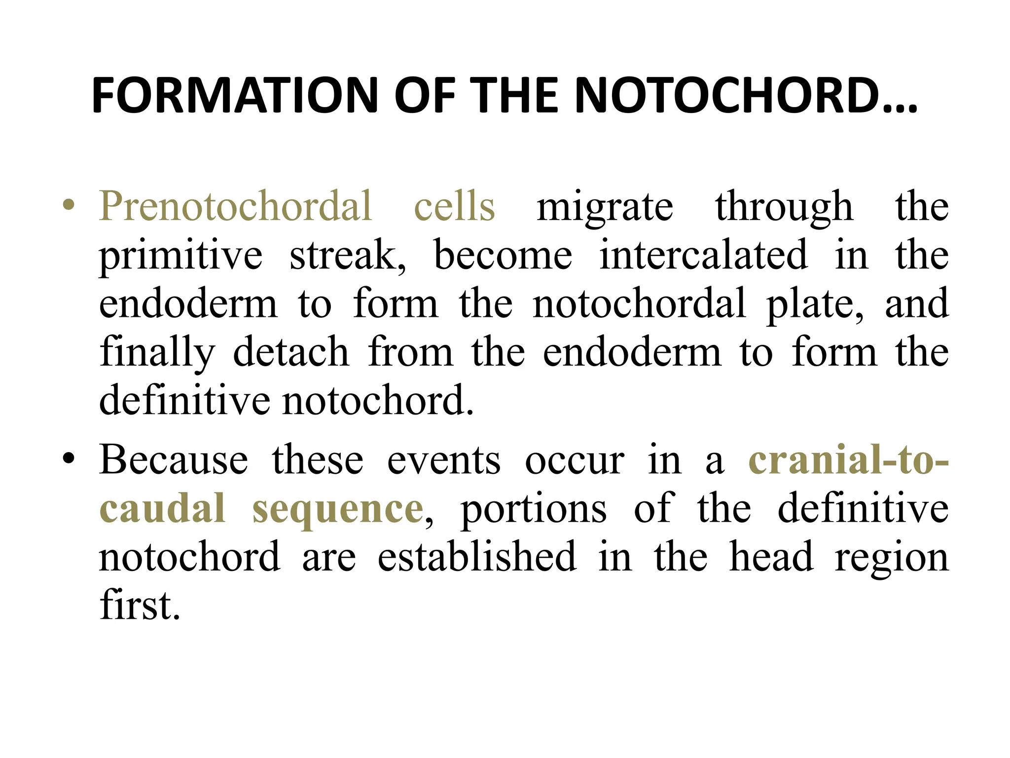 FORMATION OF THE NOTOCHORD…
• Prenotochordal cells migrate through the
primitive streak, become intercalated in the
endoderm to form the notochordal plate, and
finally detach from the endoderm to form the
definitive notochord.
• Because these events occur in a cranial-to-
caudal sequence, portions of the definitive
notochord are established in the head region
first.
 