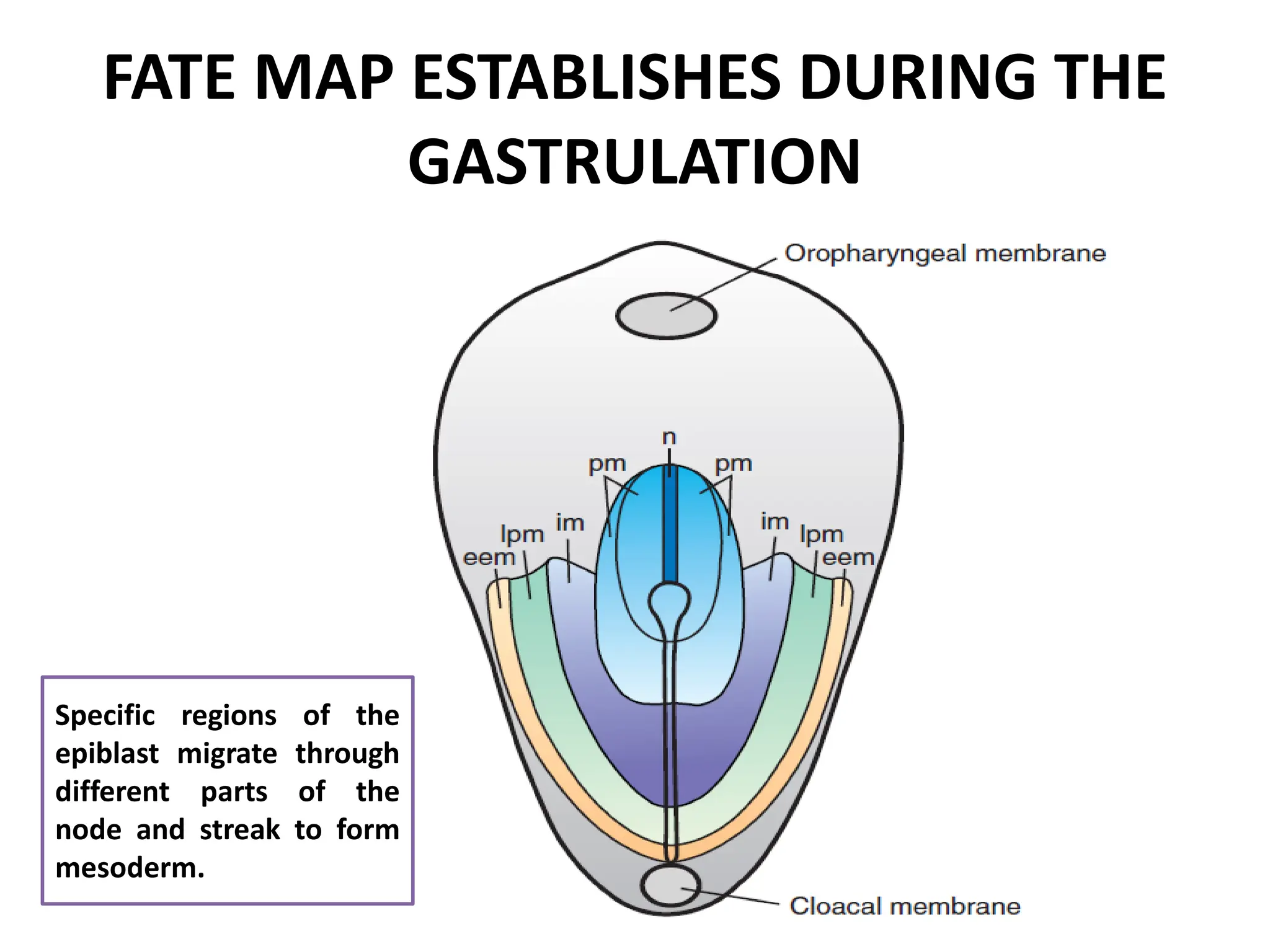 FATE MAP ESTABLISHES DURING THE
GASTRULATION
Specific regions of the
epiblast migrate through
different parts of the
node and streak to form
mesoderm.
 