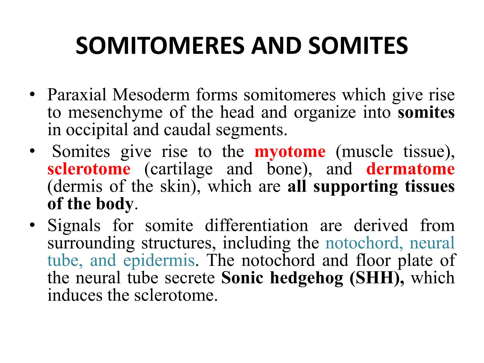 SOMITOMERES AND SOMITES
• Paraxial Mesoderm forms somitomeres which give rise
to mesenchyme of the head and organize into somites
in occipital and caudal segments.
• Somites give rise to the myotome (muscle tissue),
sclerotome (cartilage and bone), and dermatome
(dermis of the skin), which are all supporting tissues
of the body.
• Signals for somite differentiation are derived from
surrounding structures, including the notochord, neural
tube, and epidermis. The notochord and floor plate of
the neural tube secrete Sonic hedgehog (SHH), which
induces the sclerotome.
 